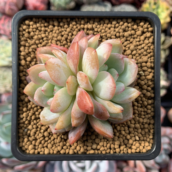 Echeveria 'Star Mark' Double Head 2" Succulent Plant