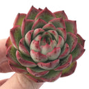 Echeveria Agavoides 'Amore' 3" Succulent Plant