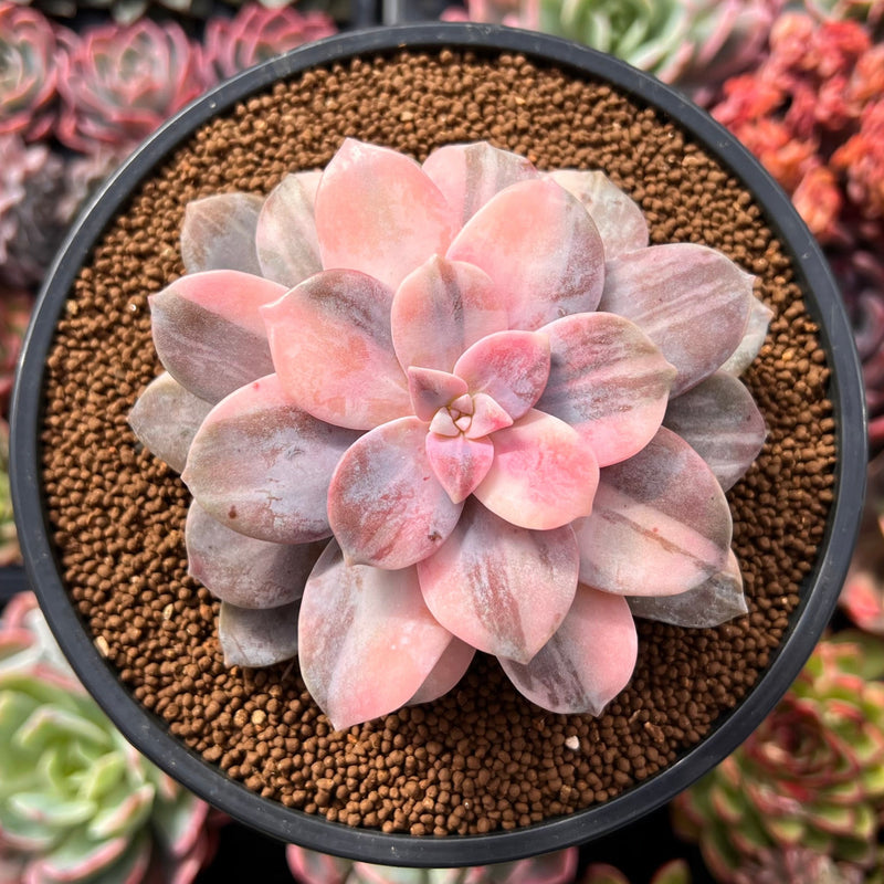 Quetzalcoatlia 'Pentandra Superba' Variegated 4" Succulent Plant (Formerly Graptopetalum 'Pentandrum Superbum' Variegated)