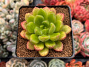 Cremneria 'Chubbs' (Cremnophila linguifolia x Echeveria setosa var. ciliata) 2" Succulent Plant