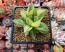 Haworthia 'Cymbiformis' Variegated 3" Succulent Plant