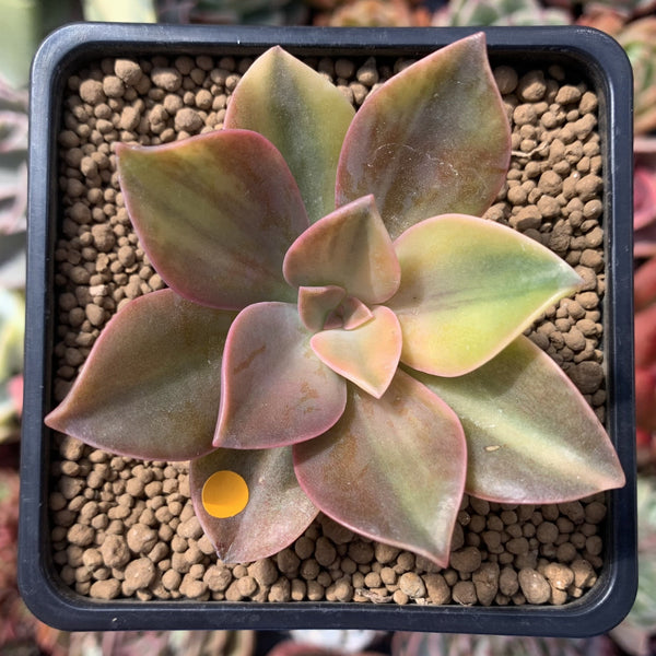 Graptoveria 'Fred Ives' Variegated 3" Succulent Plant