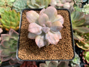 Quetzalcoatlia 'Pentandra Superba' Variegated 2" Succulent Plant (Formerly Graptopetalum 'Pentandrum Superbum' Variegated)