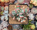 Cotyledon 'Orbiculata' Variegated 4" Succulent Plant