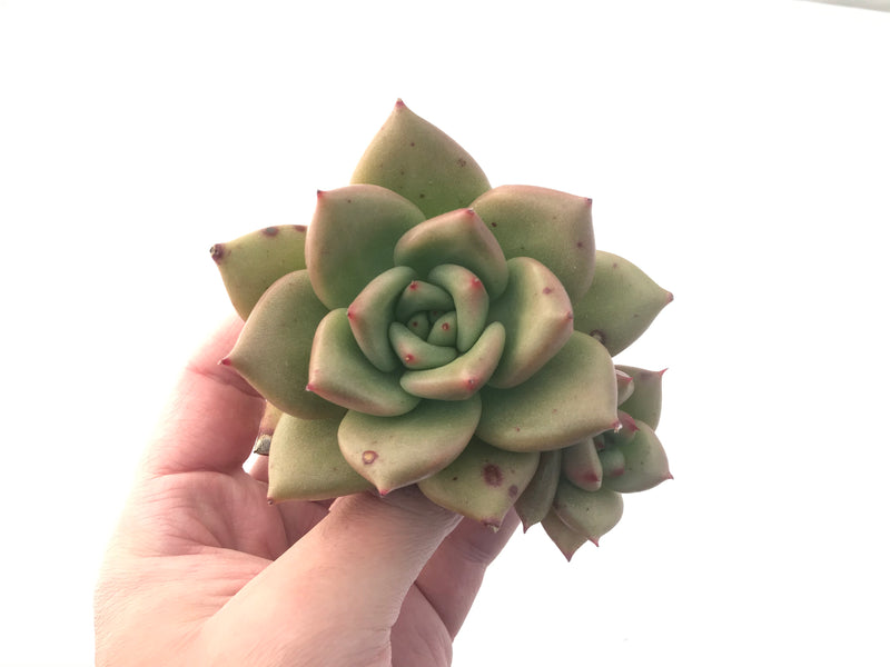 Echeveria Agavoides sp. 3" Succulent Plant