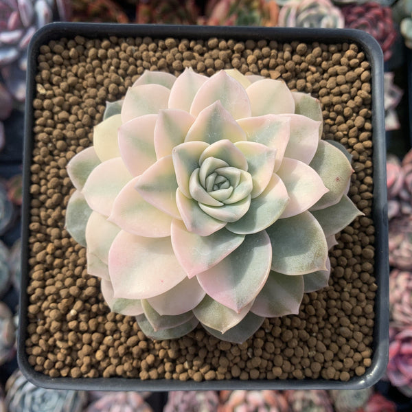 Echeveria 'Anna' Variegated 4" Succulent Plant