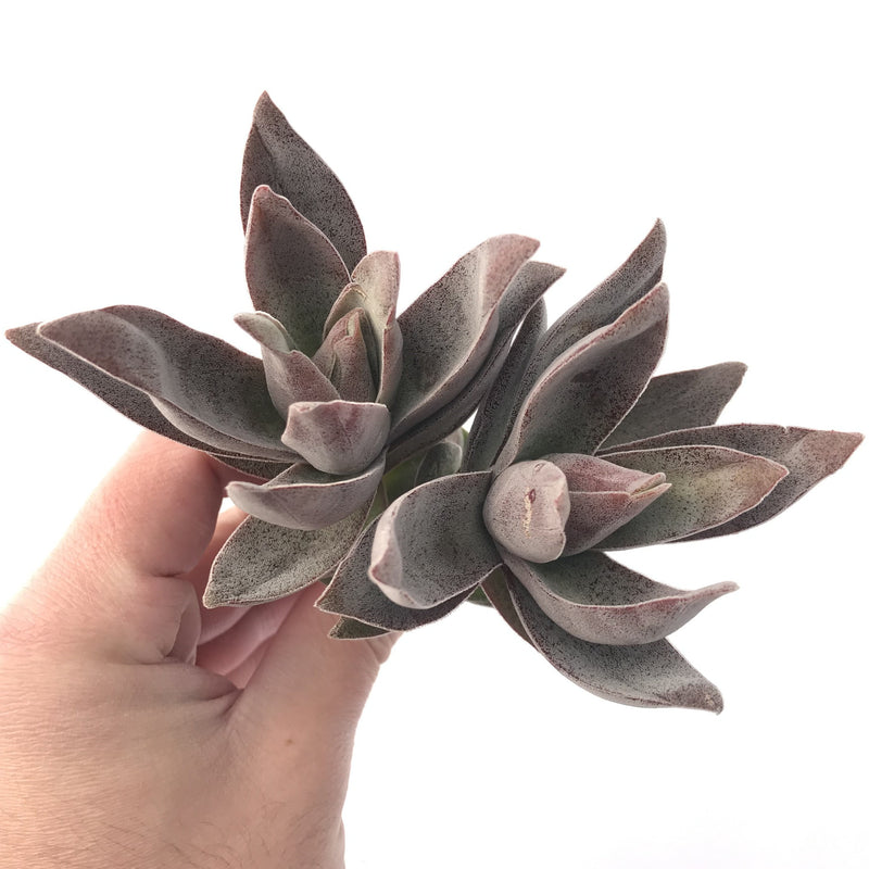 Crassula 'Garnet Lotus' 4" Cluster Succulent Plant