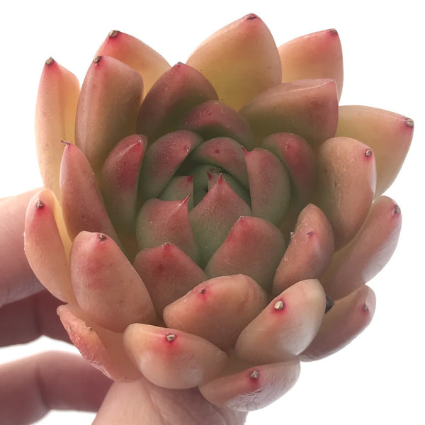 Echeveria Agavoides 'Pink Maria' 3" Succulent Plant