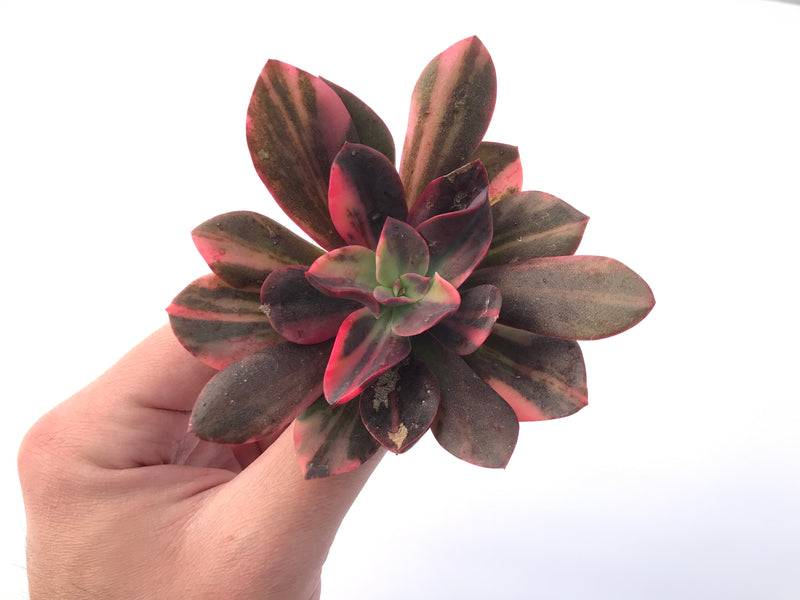 Echeveria 'Hanaikada' Variegated 4" Succulent Plant