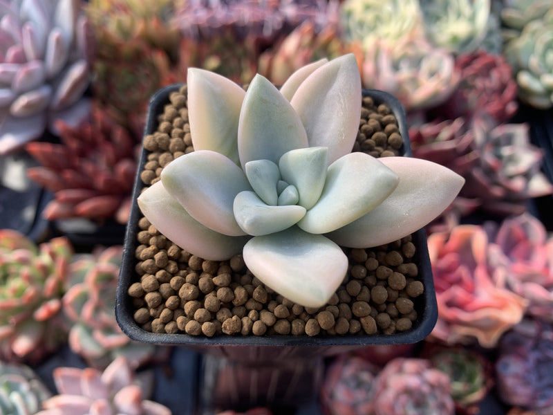 Graptopetalum 'Paraguayensis Awayuki' 1" Succulent Plant