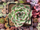 Echeveria Agavoides 'Flora' 4" Succulent Plant