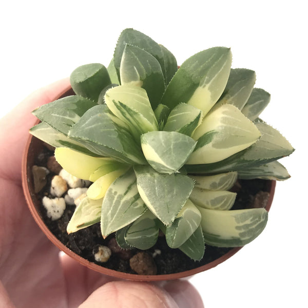 Haworthia 'Heidelbergensis' Variegated Cluster 3" Succulent Plant