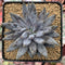 Echeveria 'Unguiculata' 4" Large Succulent Plant