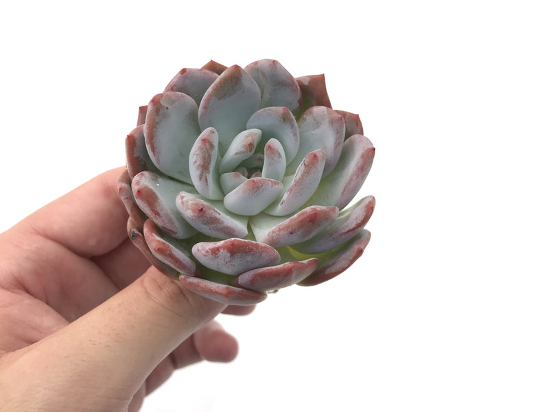 Echeveria 'Elegans Potosina' 4" Rare Succulent Plant