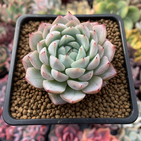 Echeveria 'White Zaragosa' 4" Powdery Succulent Plant