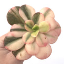 Echeveria 'Primadonna' Variegated 3"-4" Succulent Plant