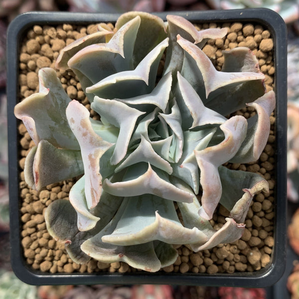 Echeveria 'Desert Star' 3" Succulent Plant