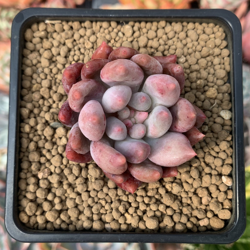 Pachyveria 'Angels Finger' 1" Succulent Plant