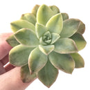 Echeveria 'Harry Watson' Variegated 3" Succulent Plant