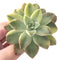 Echeveria 'Harry Watson' Variegated 3" Succulent Plant