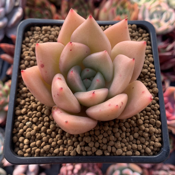 Echeveria Agavoides 'Lydia' 2"-3" Succulent Plant