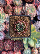 Echeveria Agavoides 'Black Sapphire' New Hybrid 1" Small Succulent Plant