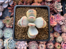 Cotyledon 'Orbiculata' 2" Variegated Succulent Plant