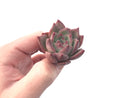 Echeveria 'Ratam' 2" Succulent Plant