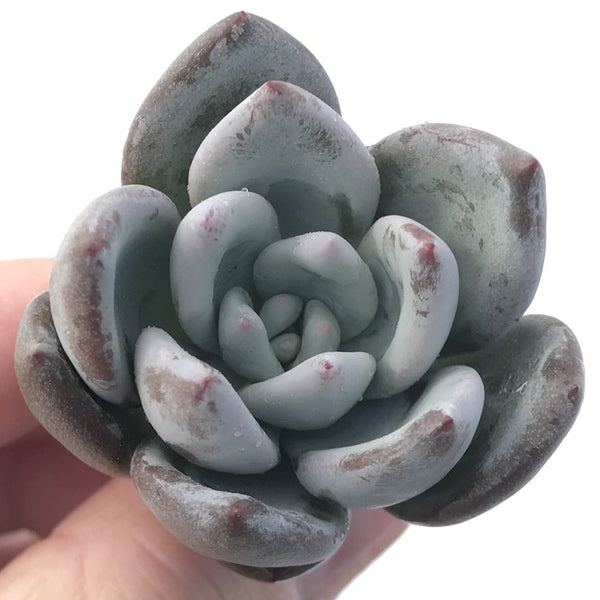 Echeveria 'Ivory' 1"  Powdery Succulent Plant