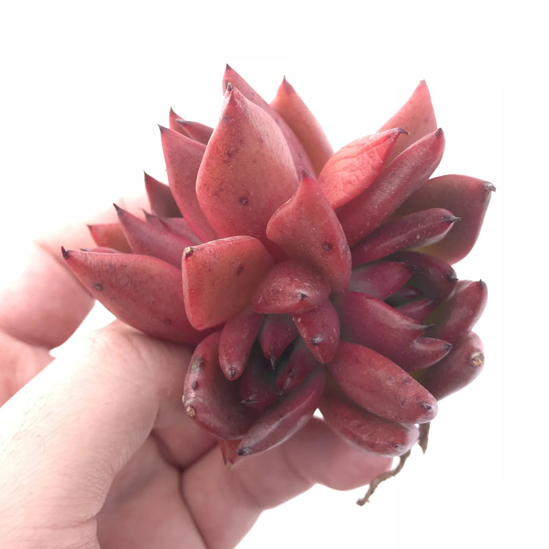 Echeveria Agavoides Redkus Cluster 3” Rare Succulent Plant