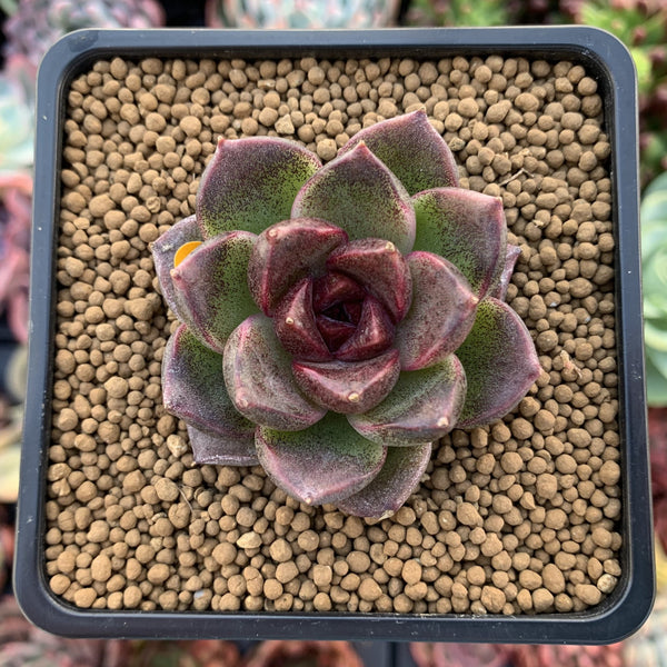 Echeveria Agavoides 'Black Queen' 1"-2" Succulent Plant