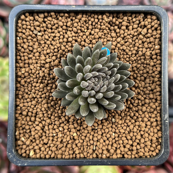 Sinocrassula Yunnanensis 1" Succulent Plant