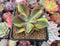 Graptoveria 'Fred Ives' Variegated 3" Succulent Plant