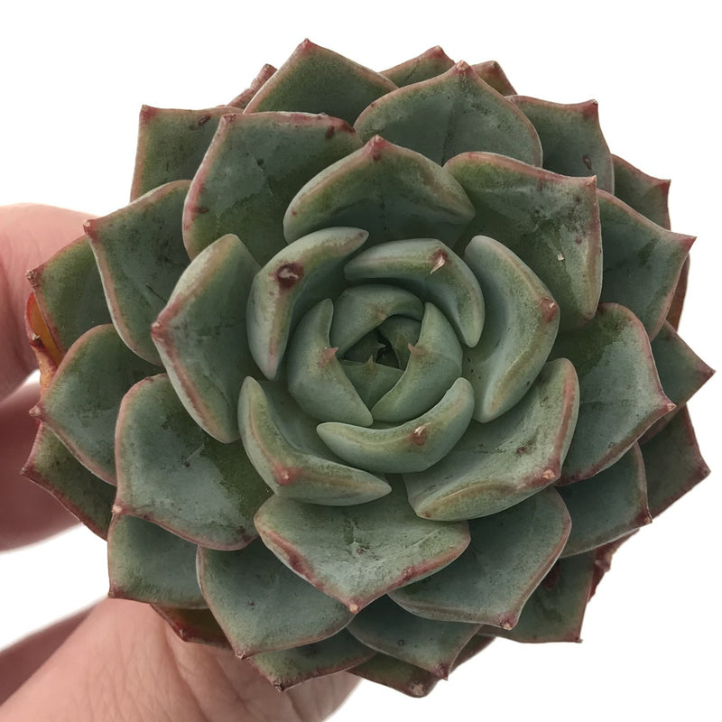 Echeveria sp. 1" Seedling Succulent Plant