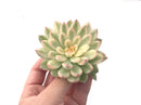 Echeveria 'Mebina' Variegated Large 3"-4" Succulent Plant