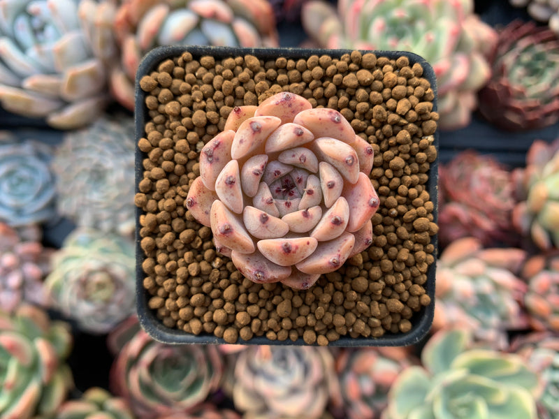 Echeveria sp. 1" Small Succulent Plant