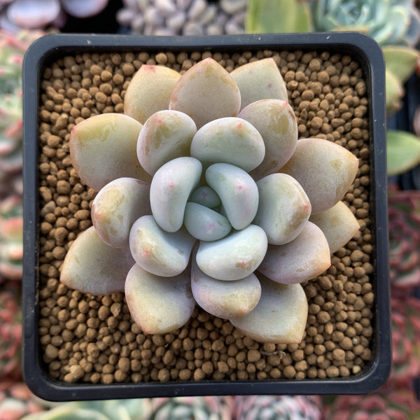 Echeveria 'Monroe Queen' 2" Powdery Succulent Plant