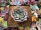 Echeveria 'Anchez Mejoradae' 2" Powdery Seed-grown Succulent Plant