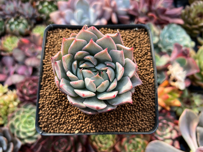 Echeveria 'Anchez Mejoradae' 2" Powdery Seed-grown Succulent Plant