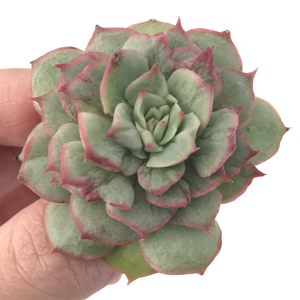 Echeveria ‘Ice Love’ Variegated 2” Succulent Plant