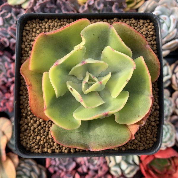 Echeveria 'Enfant' Variegated 3"-4" Succulent Plant