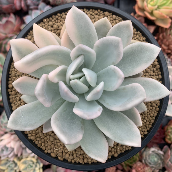 Graptoveria 'Opalina' Variegated 4" Succulent Plant