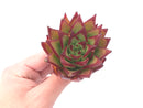 Echeveria Agavoides 'Orange Ebony’ 2” Rare Succulent Plant