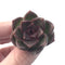 Echeveria 'Black Queen' 1" Small Succulent Plant