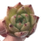 Echeveria Agavoides 'Illina' New Hybrid Small 1" Succulent Plant