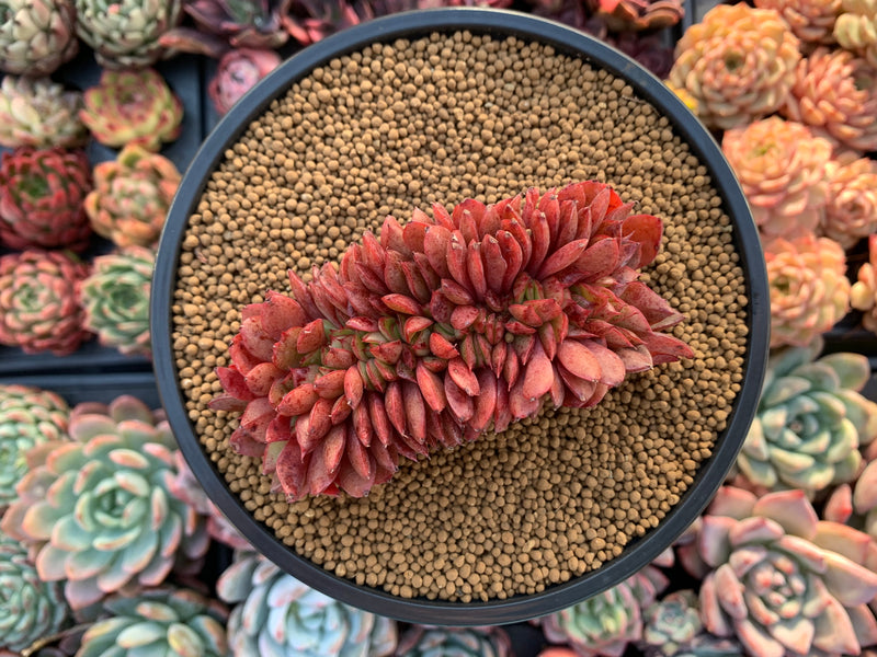 Echeveria Agavoides 'Red Crows' Crested 4" Succulent Plant