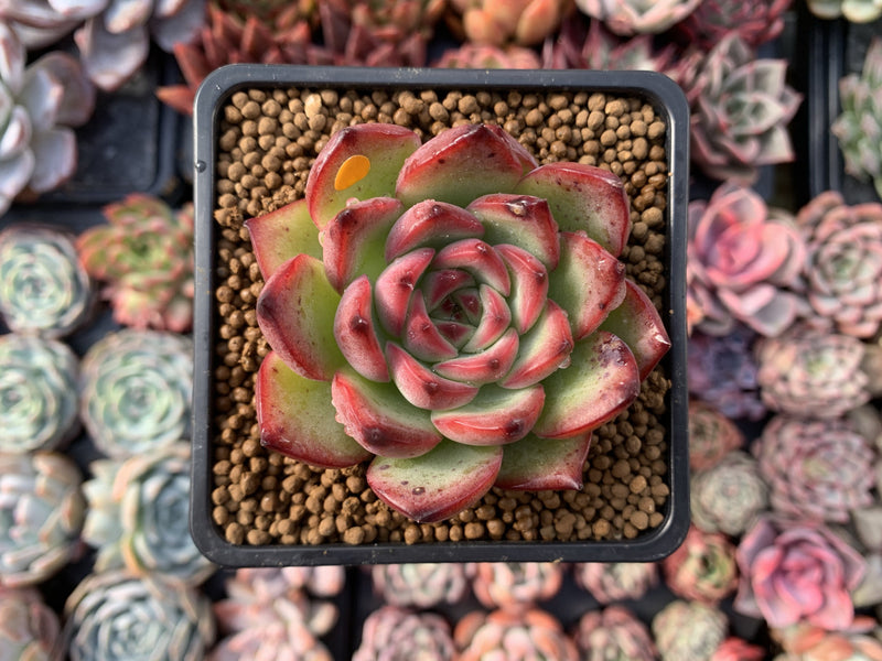 Echeveria Agavoides 'Fire Pillar' 2"-3" Succulent Plant