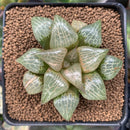 Haworthia Comptoniana 'Ryumon' 2"-3" Succulent Plant