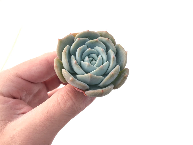 Echeveria 'White One' 2"-3" Succulent Plant