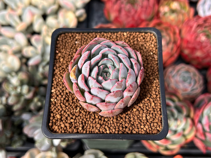 Echeveria 'Airy Cotton' 2" (Seed Grown) New Hybrid Succulent Plant